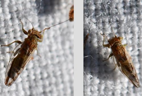 Arytaina genistae